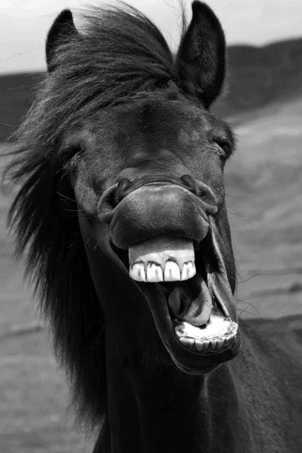 A page from 100 Amazing Facts for Kids: a laughing horse